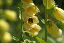 Digitalis grandifloraGroot vingerhoedskruid bestellen
